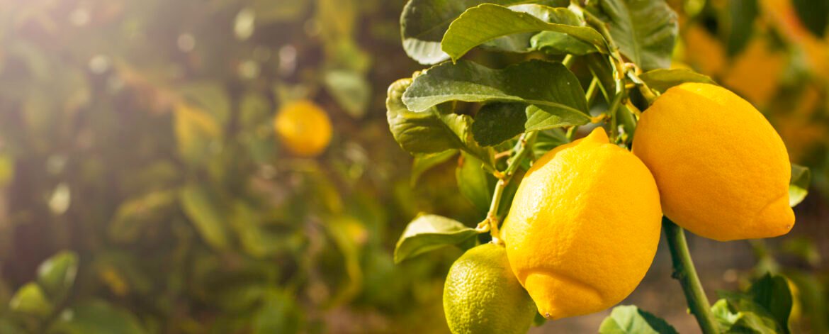 Bunch of fresh ripe lemons on a lemon tree branch in sunny garden.